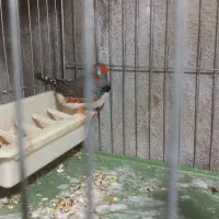 فروش فنج نر|پرنده|محمدیه-قزوین, |دیوار