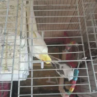 عروس هلندی لوتینو چشم شرابی