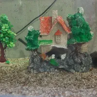 اکواریوم|ماهی|ایلام, |دیوار