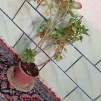 گل وگیاه|گل و گیاه طبیعی|ششده و قره بلاغ, |دیوار