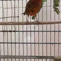 قناری ماده جفتی سهره|پرنده|قدس, شهرقدس|دیوار