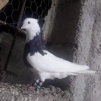 کبوتر