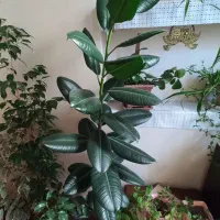 گل و گیاه خانگی بزرگ