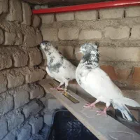 کبوتر فروشی نسل بالا