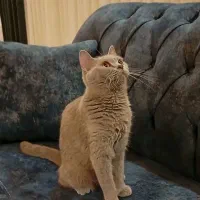 گربه بریتیش ماده بالغ رنگ لیلاک