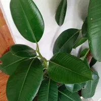 گل فیکوس|گل و گیاه طبیعی|شهرکرد, |دیوار