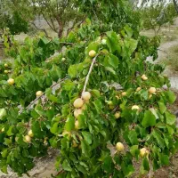 زمین ویلایی 500 متر در صوفیان