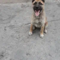 سگ ژرمن ۳ ماهه