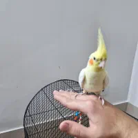 فروش عروس هلندی|پرنده|گنبد کاووس, |دیوار