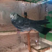 کفتر گرفتنی|پرنده|کهریزک, |دیوار