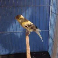 یه جفت پرنده قناری