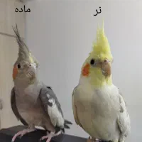 یک جفت عروس هلندی نروماده