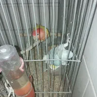 طوطی کوتوله گمشده