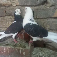 جفت کبوتر ارزون