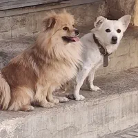 اشپیتز سفید * واگذار به شخصی دلسوز و مهربان|سگ|پیر بکران, |دیوار