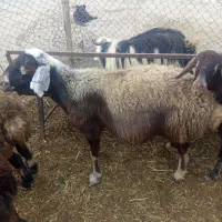 سه راس گوسفند درجه یک