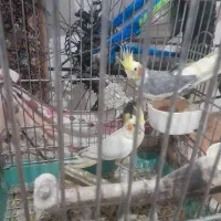 جفت عروس هلندی