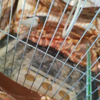 یک جفت فنچ|پرنده|هشتگرد, شهرک بعثت|دیوار