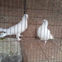 ۲ عدد کبوتر|پرنده|باسمنج, |دیوار