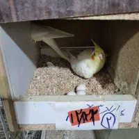 عروس هلندی|پرنده|زیباشهر, |دیوار