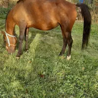 اسب مادیان ۵ساله  نژاد کرد|اسب و تجهیزات اسب‌سواری|زنجان, |دیوار