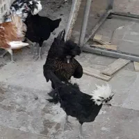 جوجه مرغ