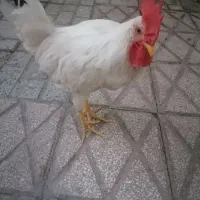 خروس