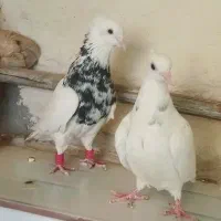 نروماده سینه سیاه کله سرخ و طوقی هفت رنگ|پرنده|مشهد, گلبرگ شمالی|دیوار