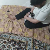 فروش گربه خانگی