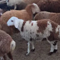 بره قوچهای هترووافشار پلنگی بروجردی