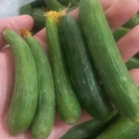 خیارریز،خیارشوری