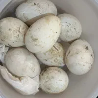 تخم اردک تازه