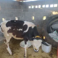 گاوهلشتان با گوساله ماده سمینتال|حیوانات مزرعه|میناب, |دیوار