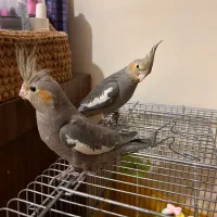 عروس هلندی نر و‌ماده  دو ماهه