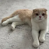 گربه اسکاتیش