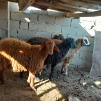 بره نر و ماده