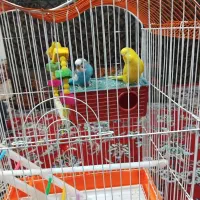 مرغ عشق جفت|پرنده|اردبیل, |دیوار