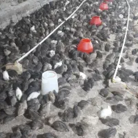 بلدرچین ۷۰ روزه وزن بالا ۳۰۰ گرم