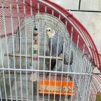 عروس هلندی نر|پرنده|اهواز, کوی رمضان|دیوار