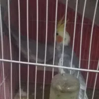 جفت عروس هلندی لوتینو و وایت|پرنده|تربت‌حیدریه, داروپخش|دیوار