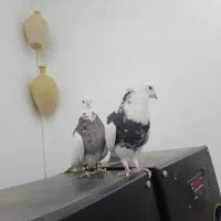 نرو ماده طوقی