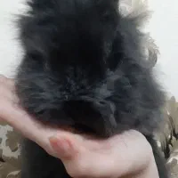 خرگوش لوپب|موش و خرگوش|زرند, |دیوار