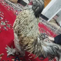 خروس فانتزی