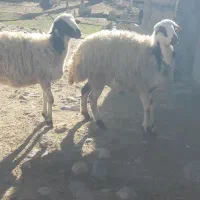 دو عدد بره غزل انتیک