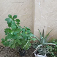 گل فردوس ، برگ انجیری، سانسوریا|گل و گیاه طبیعی|رشت, دیانتی|دیوار