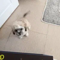 واگذاری سگ خانگی