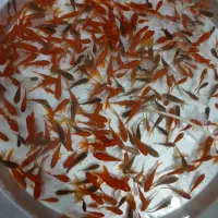 ماهی قرمز عید ارزان قیمت