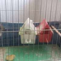 پرنده فنچ|پرنده|قره ضیاالدین, |دیوار