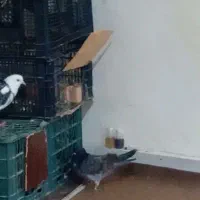 کبوتر دمیری  گمشده