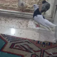 کبوتر خوش نقش
